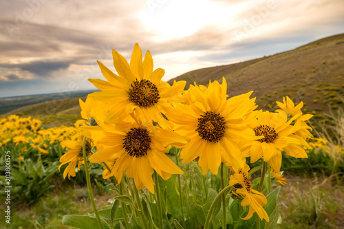 Fototapeta Naklejka Na Ścianę i Meble -  Backlit sunflowers with setting sun sky and hills