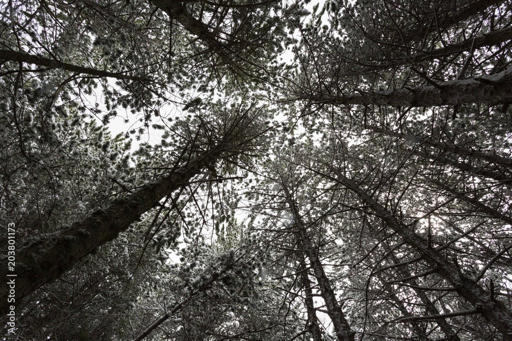 Fototapeta premium Nieve en la sierra 