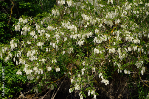 Fototapeta Naklejka Na Ścianę i Meble -  Flowering acacia white grapes. White flowers of prickly acacia, pollinated by bees.