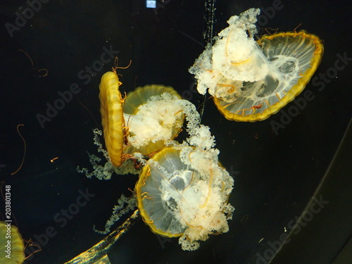 Bright large jellyfish