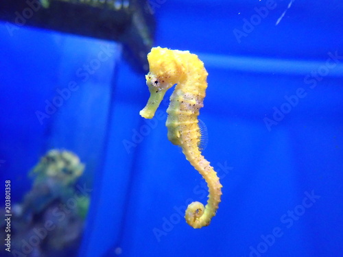 beautiful yellow seahorse