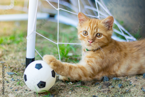 Fototapeta Naklejka Na Ścianę i Meble -  persian cat football player