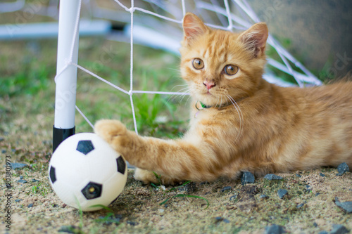persian cat football player