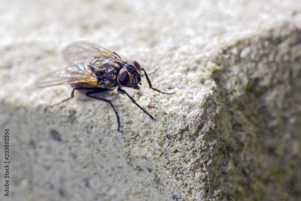 A macro photo taken on a live house fly . A macro photo taken on a live house fly .
