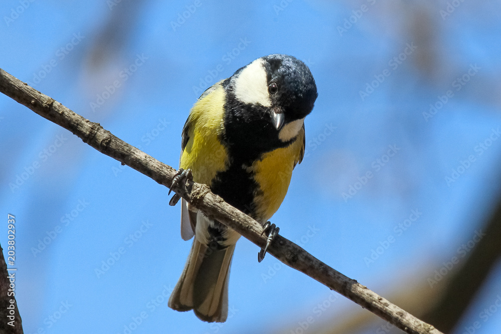 The Great Tit (Parus major) perched on a tree branch The Great Tit (Parus major) perched on a tree branch