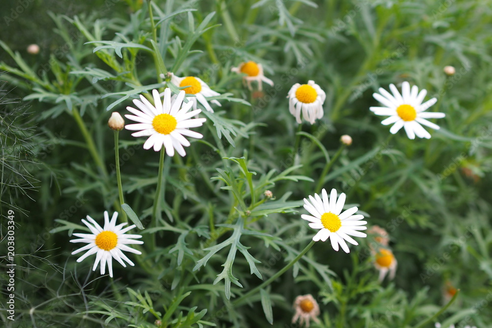 Fototapeta premium Dreamy Daisy