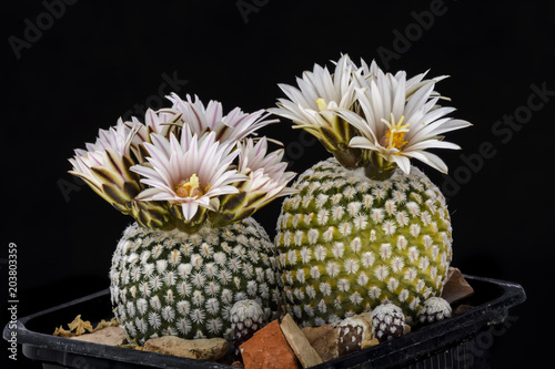 Cactus Turbinicarpus valdezianus with flower isolated on Black. photo