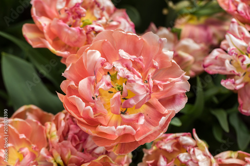 colorful botanical tulips flowers blooming in a garden