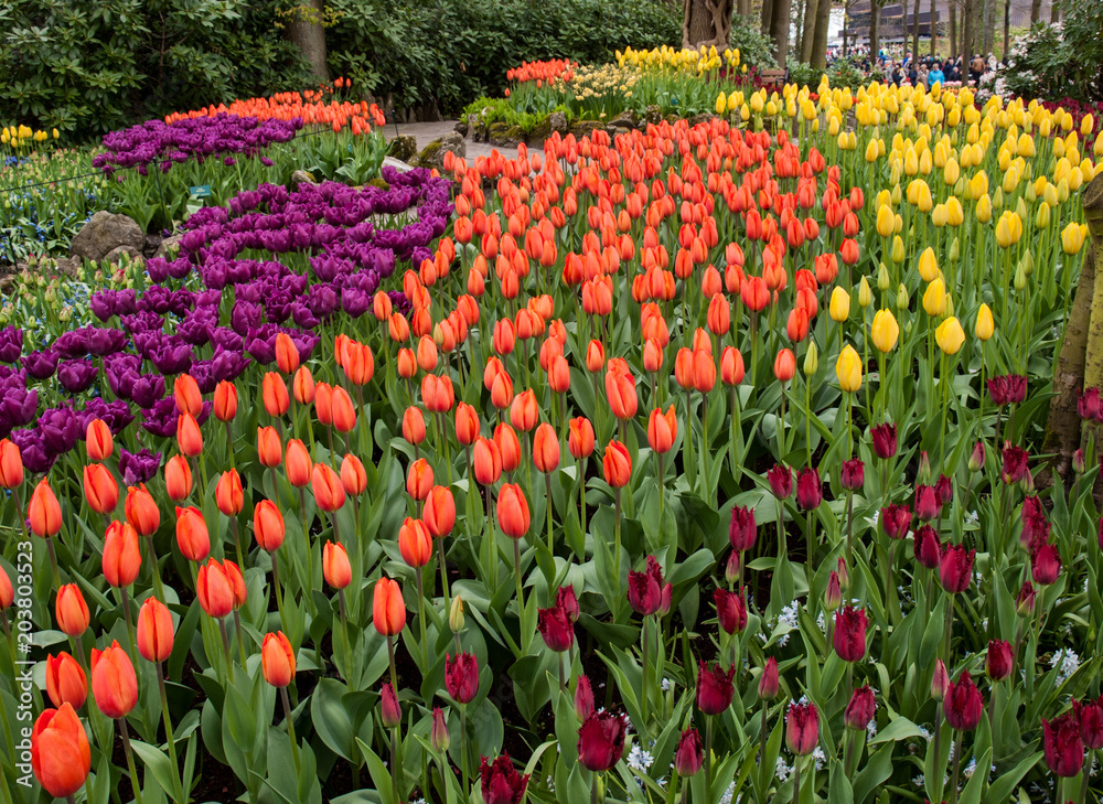 Colorful flowers in the Keukenhof Garden in Lisse, Holland, Netherlands. Colorful flowers in the Keukenhof Garden in Lisse, Holland, Netherlands.