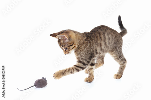 Cute kitten is played with a gray toy mouse on a white background