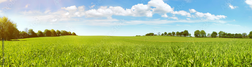 Fotografie, Obraz Wiese im Sommer - Feld mit Gras Panorama