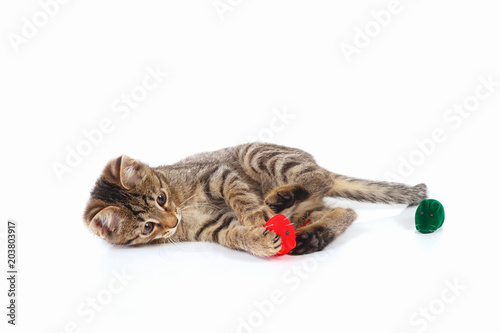 Cute kitten is played with a red and green toy mouse on a white background