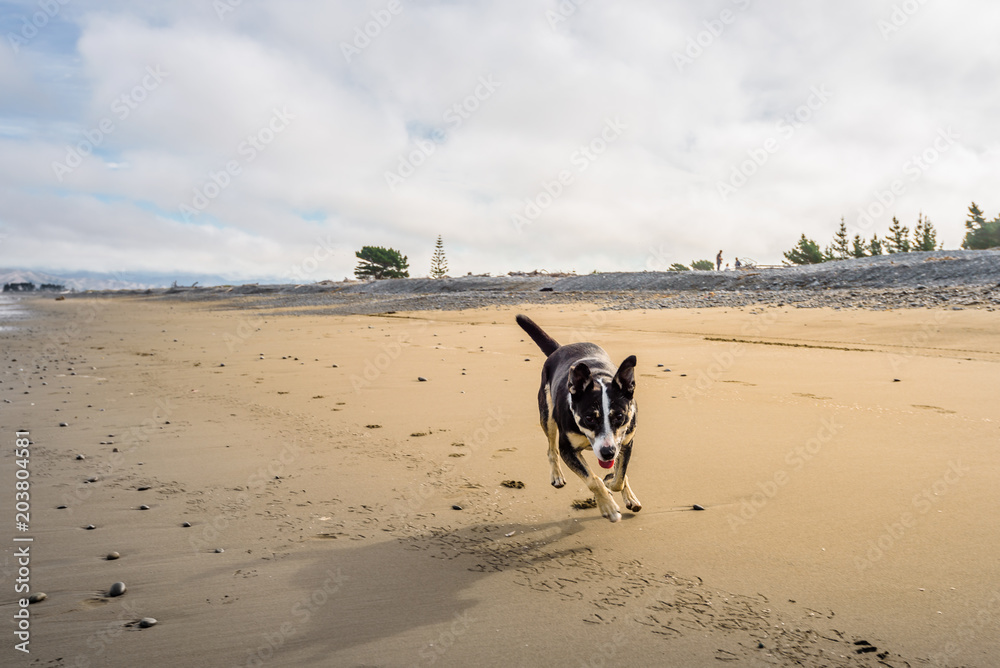 Rarangi Beach, Blenheim, Marlborough, New Zealand: lovely little dog playing at sandy beach running towards dogs owner best friend at cloudy sky day with the mountain range of world famous wine region