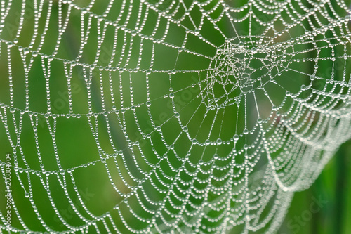 Water Drops On The Spider Web In The Morning. Close Up.