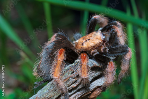 Mexican Fireleg (Brachypelma boehmei) the beautiful tarantula stays on wooden branch in nature background. Selective focus.
