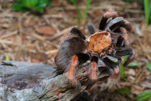 Mexican Fireleg (Brachypelma boehmei) the beautiful tarantula stays on wooden branch in nature background. Selective focus.