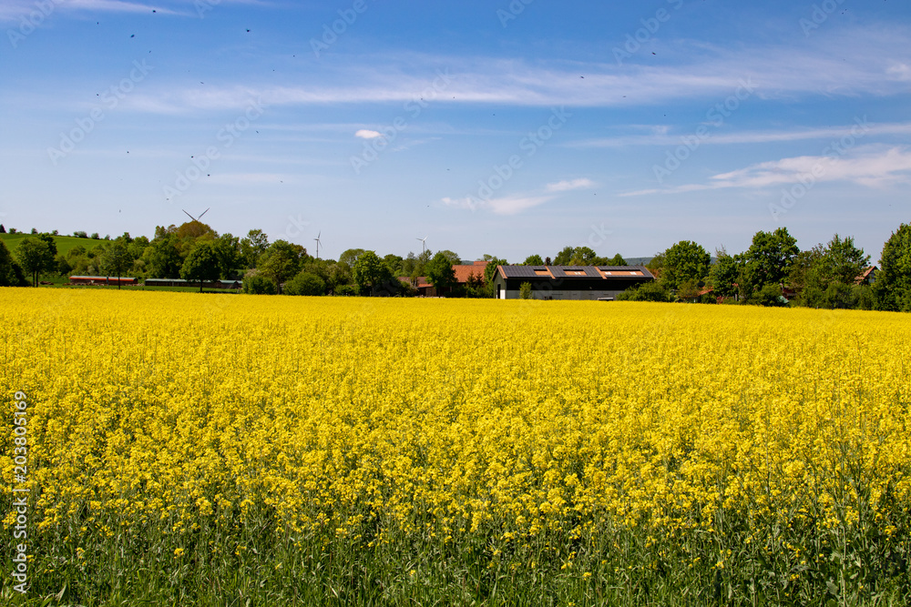 Gelb blühendes Rapsfeld unter klarem blauen Himmel in einer Landschaft