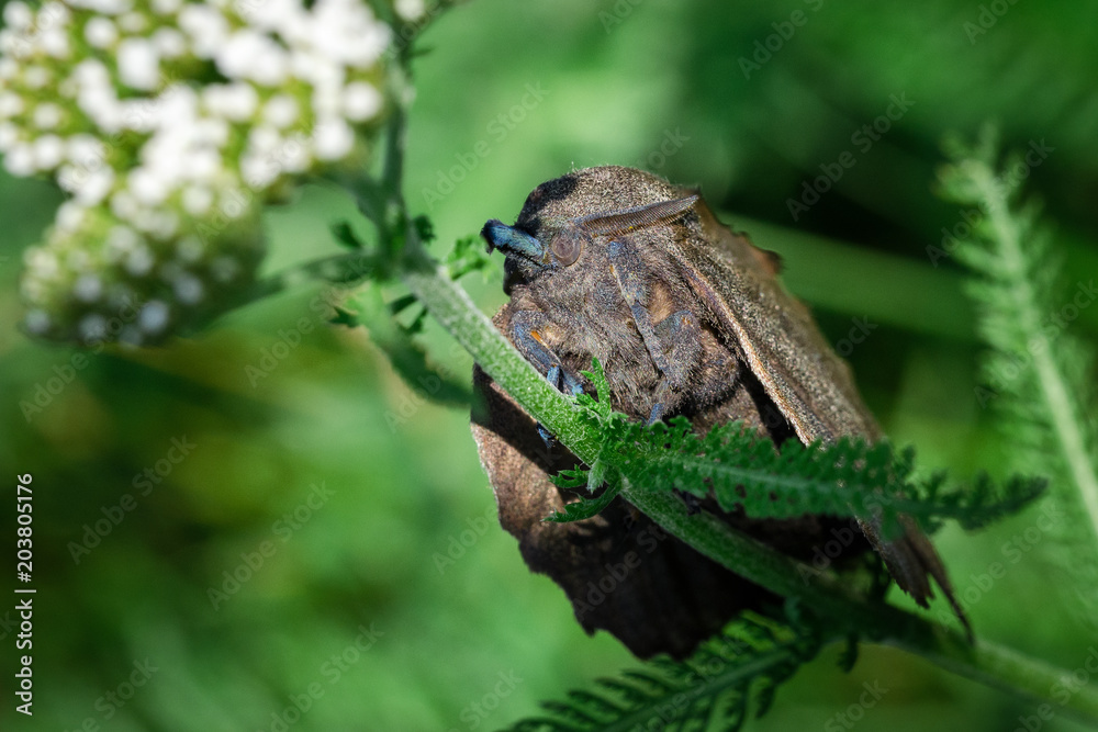 Fototapeta premium Large Butterfly, Moth Gastropacha Quercifolia, The Lappet Sits On Green Stem. Close-Up. Macro.
