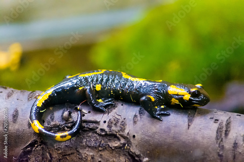 A fiery salamander of black color with bright yellow spots sits on a log. Wild nature.