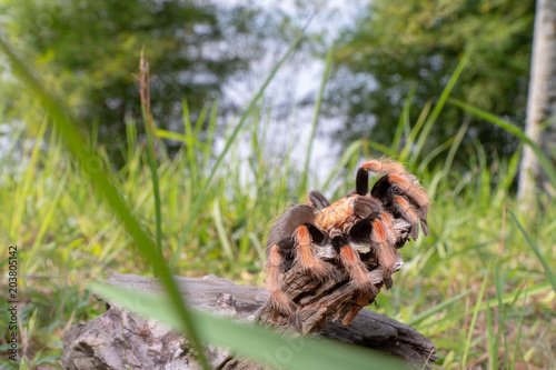 Mexican Fireleg (Brachypelma boehmei) the beautiful tarantula stays on wooden branch in nature background. Selective focus. © SafwanAbdRahman