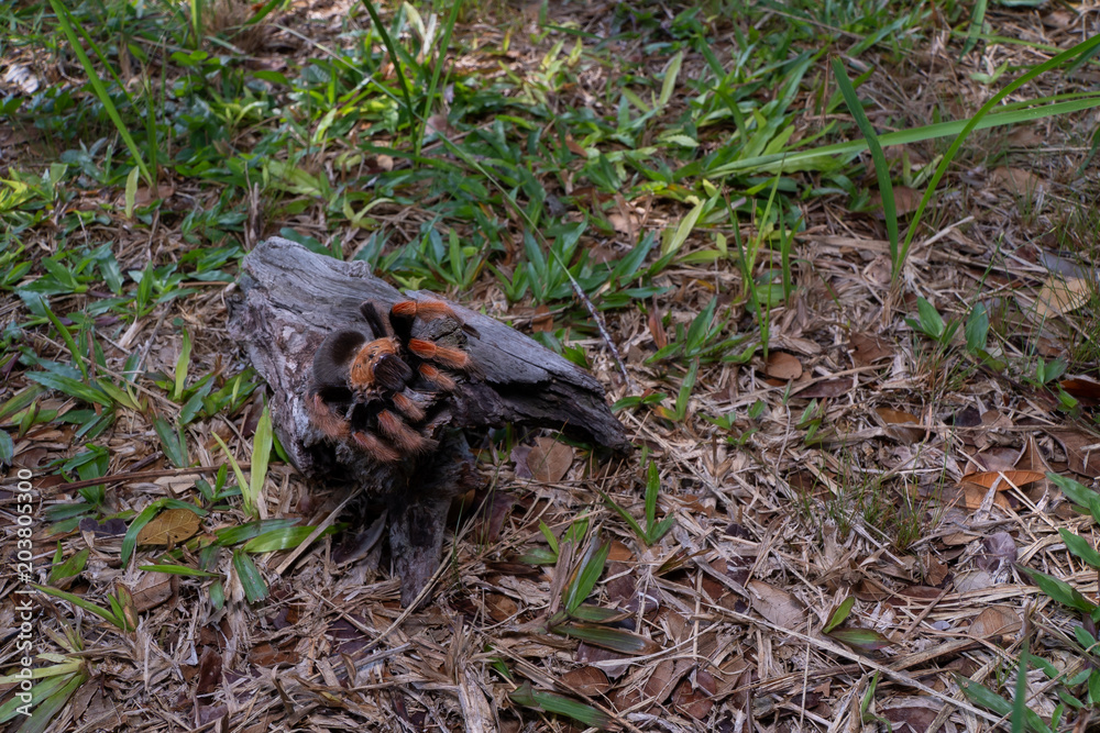 Mexican Fireleg (Brachypelma boehmei) the beautiful tarantula stays on wooden branch in nature background. Selective focus. Mexican Fireleg (Brachypelma boehmei) the beautiful tarantula stays on wooden branch in nature background. Selective focus.