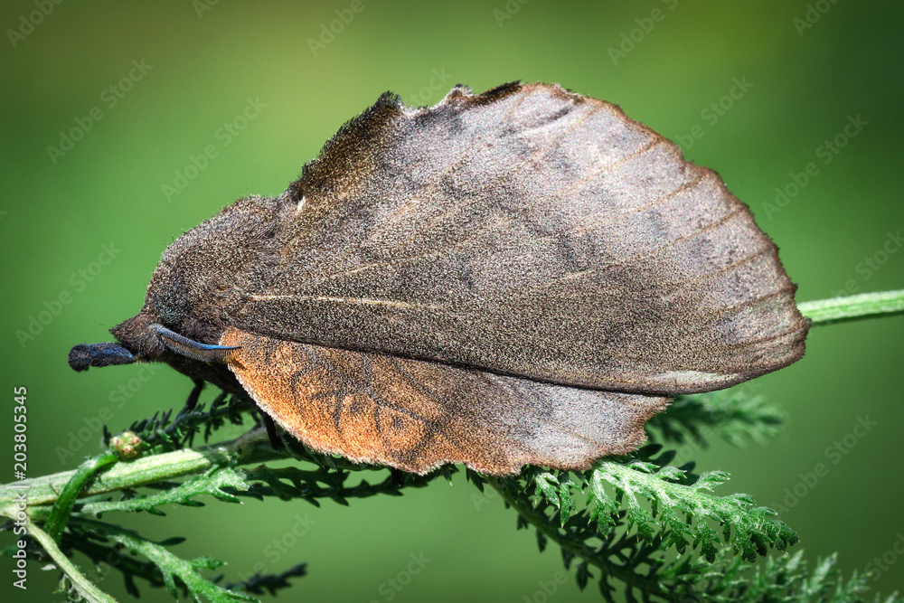 Obraz premium Large Butterfly, Moth Gastropacha Quercifolia, The Lappet Sits On Green Stem. Close-Up. Macro.