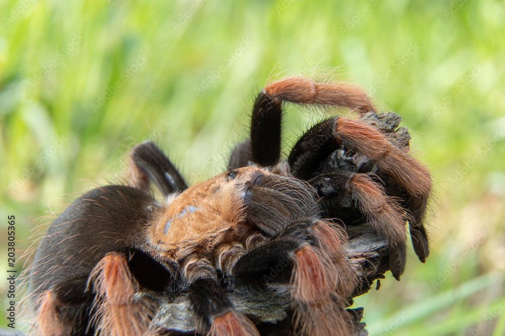 Mexican Fireleg (Brachypelma boehmei) the beautiful tarantula stays on wooden branch in nature background. Selective focus. Mexican Fireleg (Brachypelma boehmei) the beautiful tarantula stays on wooden branch in nature background. Selective focus.