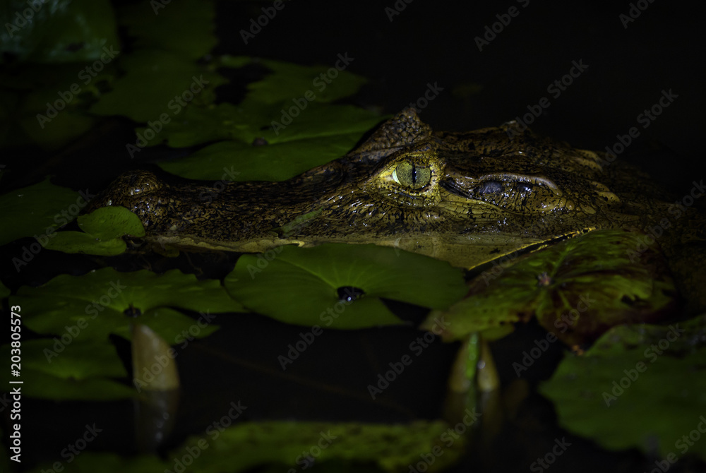 Fototapeta premium Spectacled caiman - Caiman crocodilus, common crocodile from New World, Costa Rica.