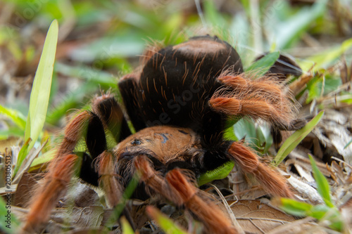 Mexican Fireleg (Brachypelma boehmei) the beautiful tarantula stays on ground and grass, nature background. Selective focus.