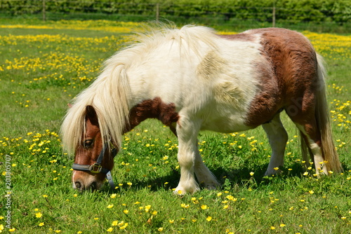 Shetland pony  U.K.  Horse on a Spring pasture.