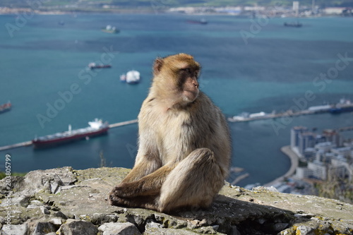 Monkey with a view © Catalina