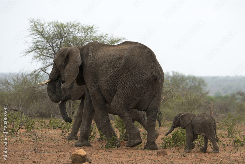 Eléphant d'Afrique, adulte et jeune, loxodonta africana, African elephant, Parc national Kruger, Afrique du Sud