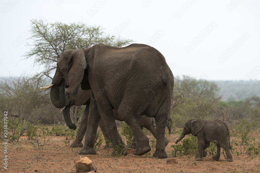Obraz premium Eléphant d'Afrique, adulte et jeune, loxodonta africana, African elephant, Parc national Kruger, Afrique du Sud