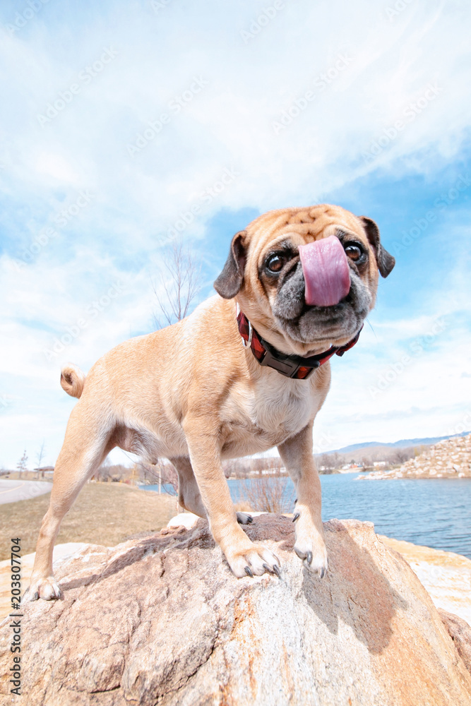 pug standing on a rock licking his face