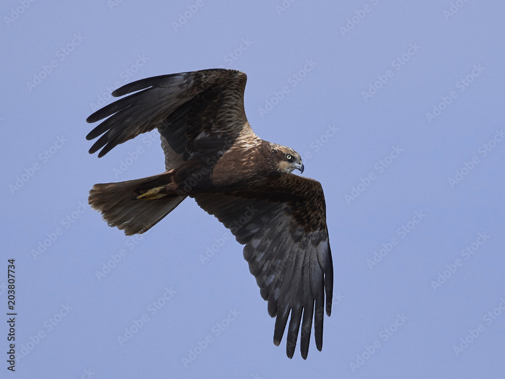 Fototapeta premium Western marsh harrier (Circus aeruginosus)