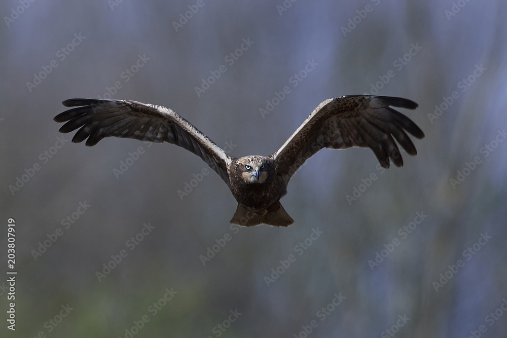 Western marsh harrier (Circus aeruginosus) Western marsh harrier (Circus aeruginosus)