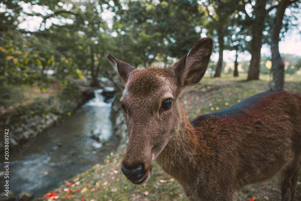 Obraz premium Sacred Sika deers Nara Park forest, Japan
