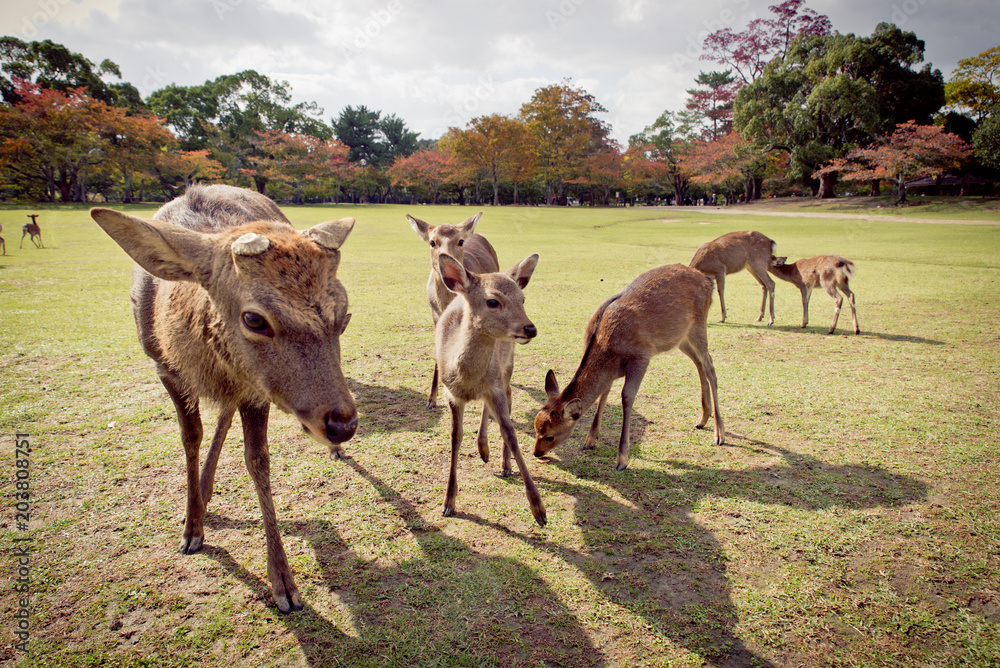 Sacred Sika deers Nara Park forest, Japan Sacred Sika deers Nara Park forest, Japan