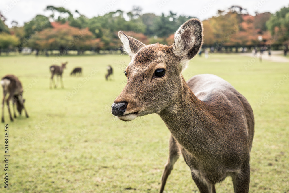 Sacred Sika deers Nara Park forest, Japan Sacred Sika deers Nara Park forest, Japan