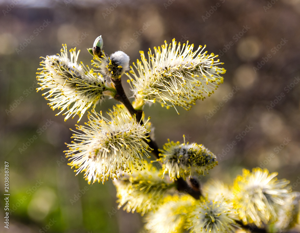 Awakening of plants in the spring Awakening of plants in the spring