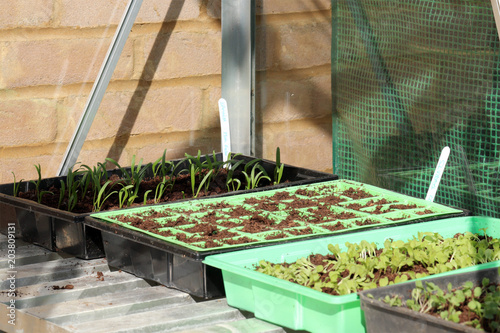 Trays of seeds and seedlings growing in a greenhouse 