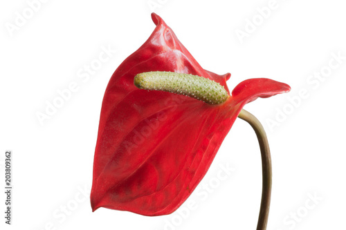 Anthurium flower close-up isolated on white background.