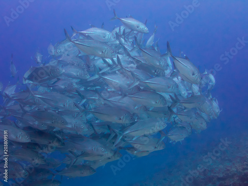 a school of big-eye jacks