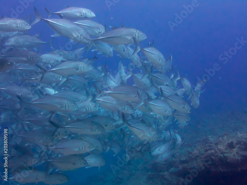 a school of big-eye jacks