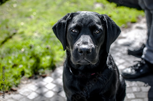 Wallpaper Mural black labrador puppy with sweet snout Torontodigital.ca