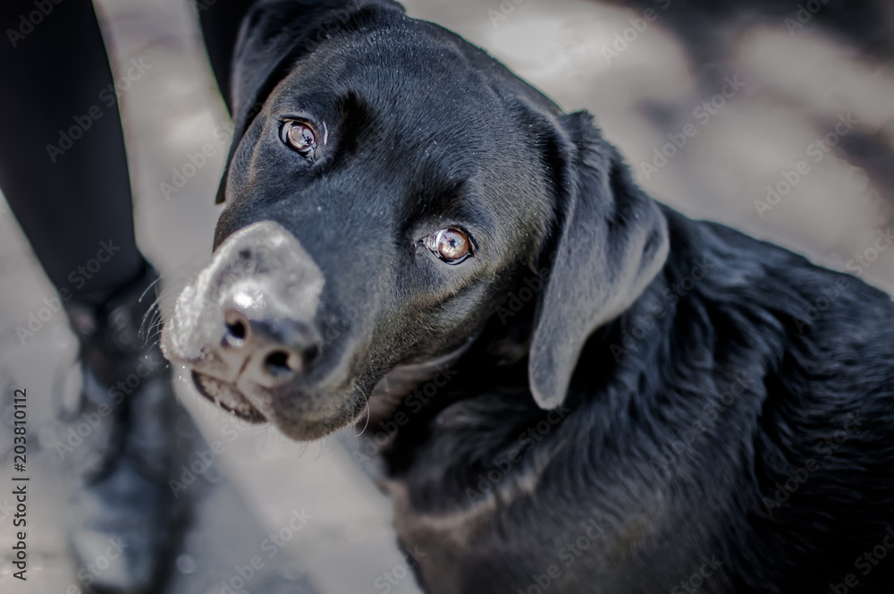 black labrador puppy with sweet snout black labrador puppy with sweet snout