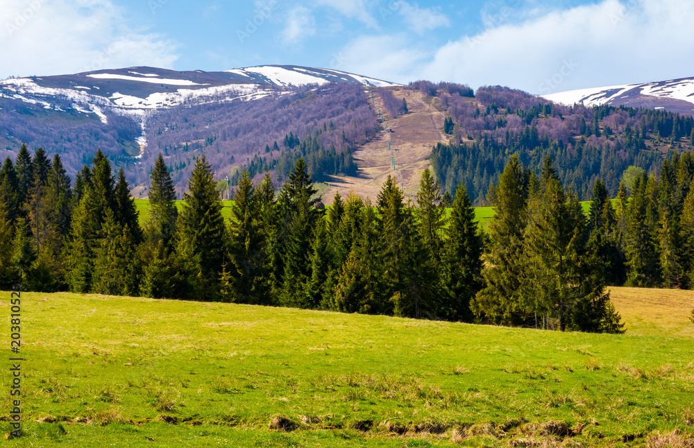 Spruce forest on  the grassy hills. beautiful nature scenery of Carpathian countryside. lovely landscape with snowy mountain tops in the distance