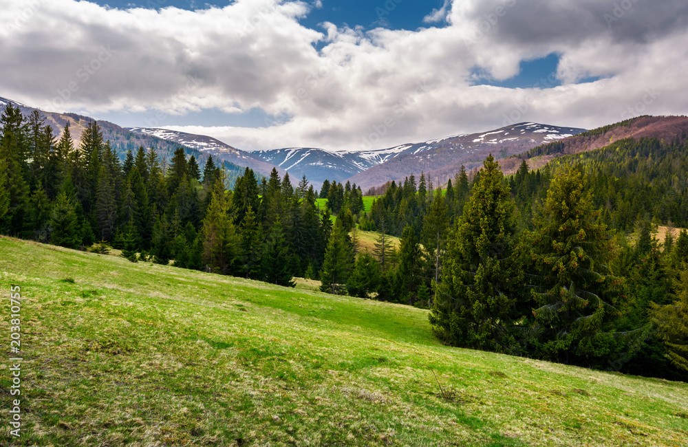 Fototapeta premium beautiful landscape with spruce forest. landscape of Borzhava mountain ridge in springtime. snowy mountain tops in the distance under the cloudy sky