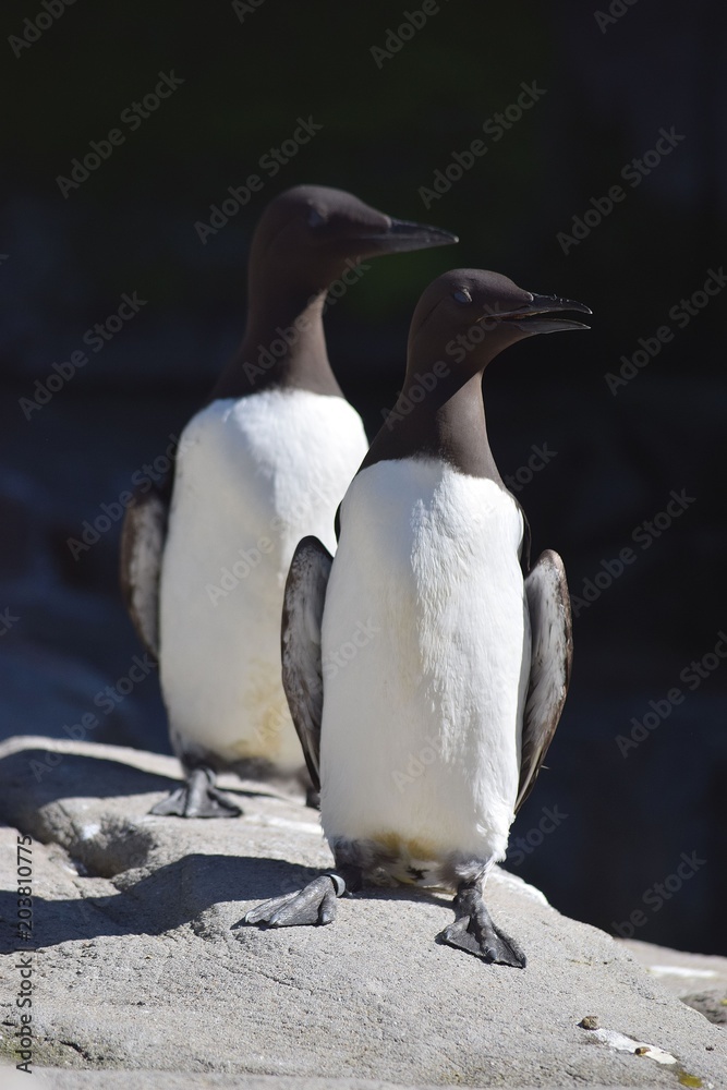 Naklejka premium Black and White Guillemot