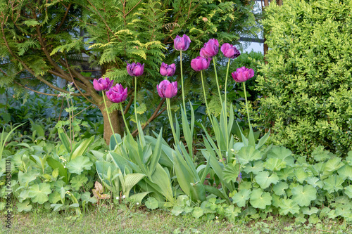 Blühende Tulpen in einem Blumenbeet im Frühling